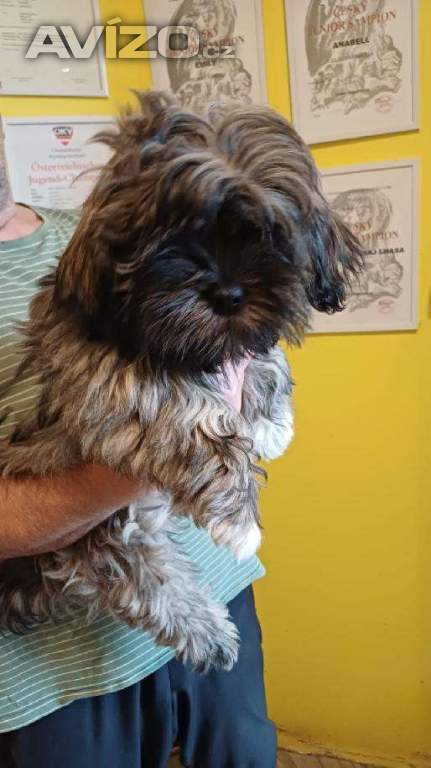 Foto inzerátu Nabízím štěňátka Lhasa Apso s PP