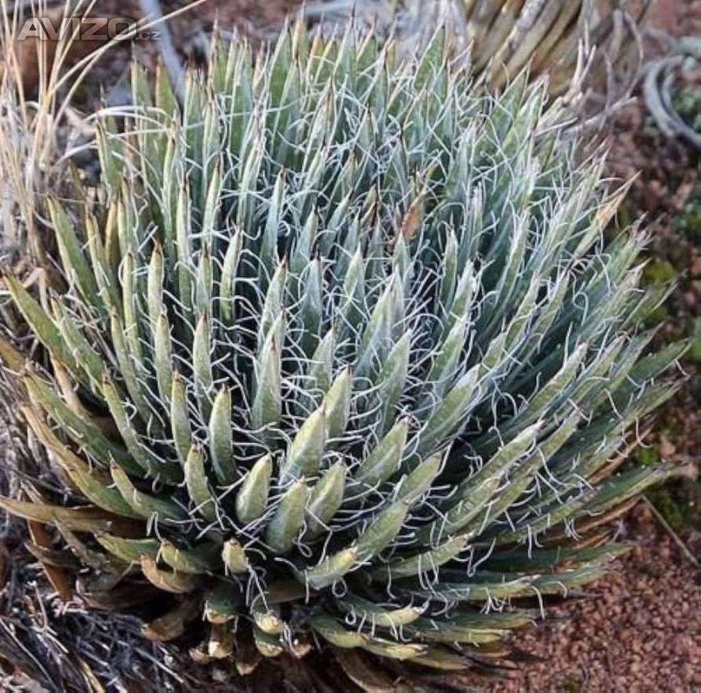 Agave toumeyana var. bella - semena