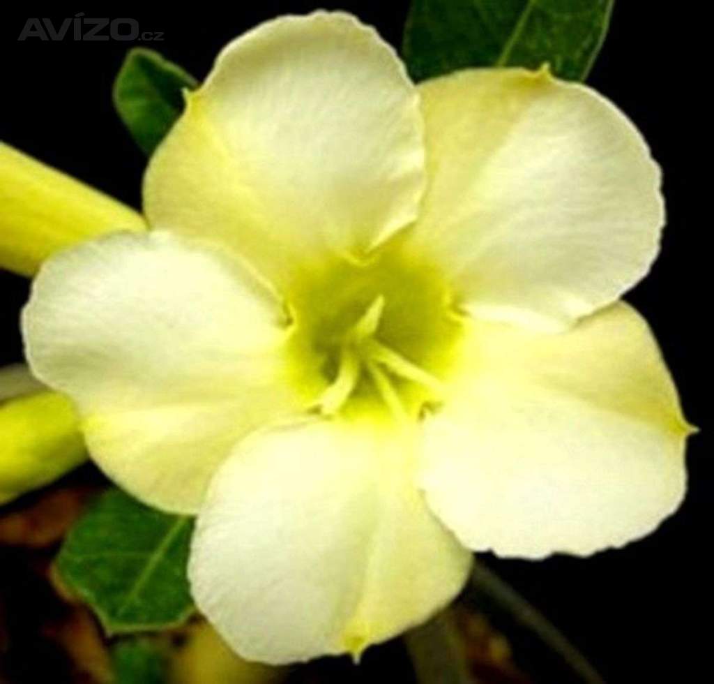 Adenium obesum white cream - semena