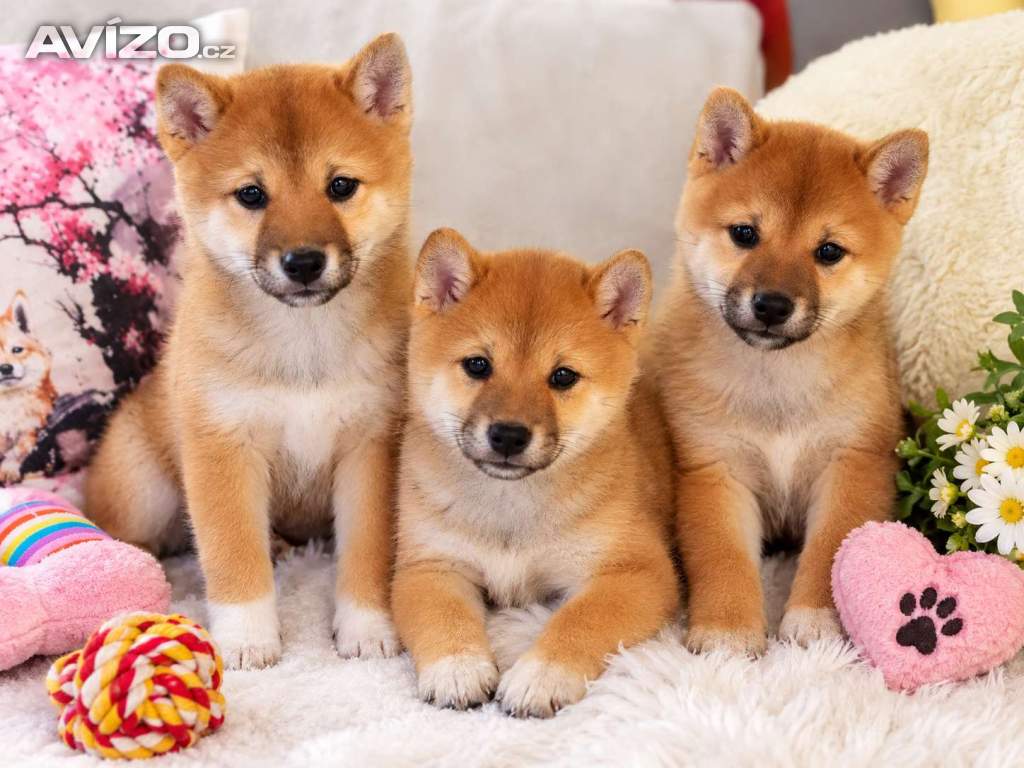 Shiba Inu 