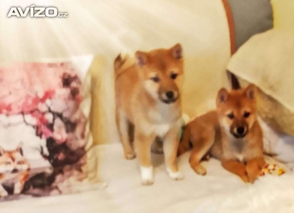 Foto inzerátu Shiba Inu 