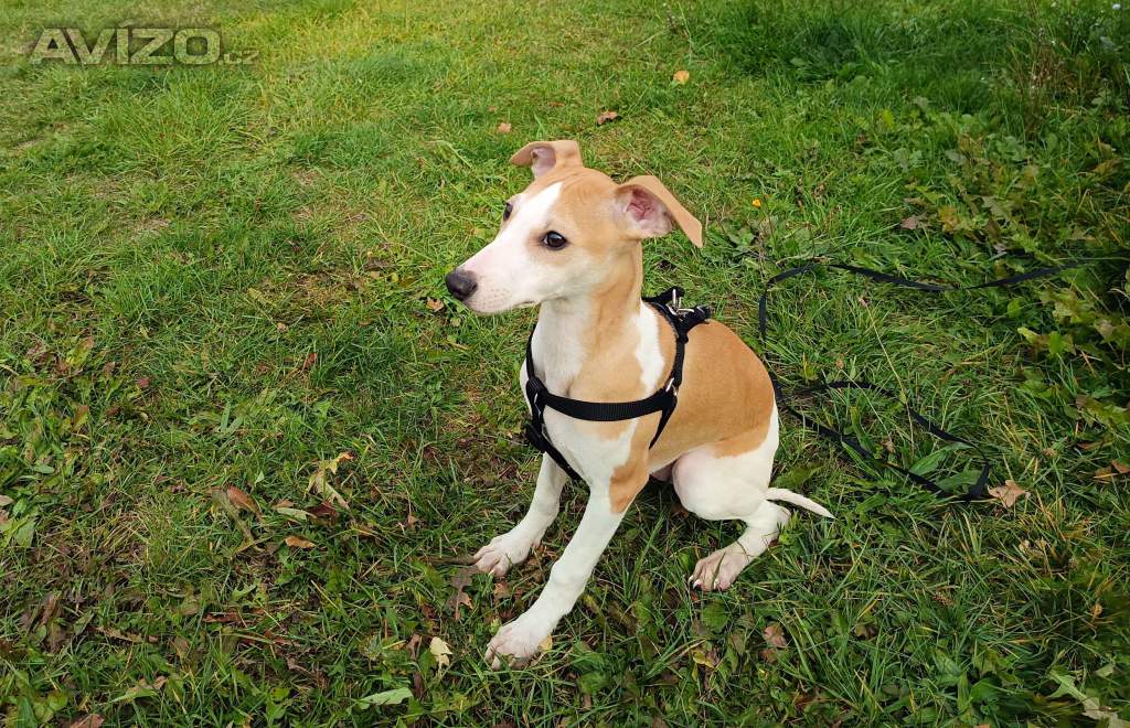 Whippet /Vipet/ - prodám pejsky bez pp