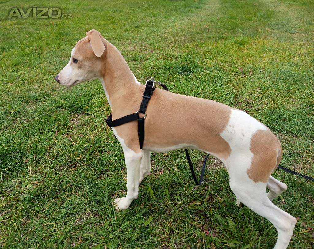 Foto inzerátu Whippet /Vipet/ - prodám pejsky bez pp