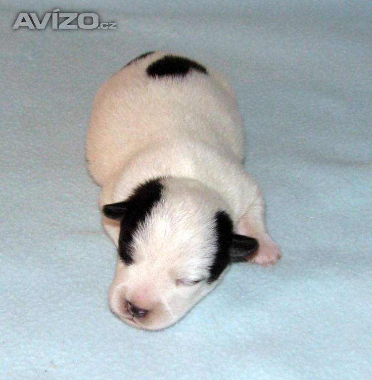 Foto inzerátu Hladkosrstá štěnátka Jack Russell teriéra s PP k rezervaci