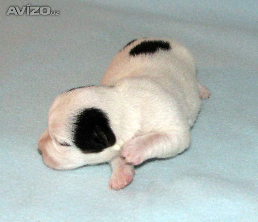Foto inzerátu Hladkosrstá štěnátka Jack Russell teriéra s PP k rezervaci