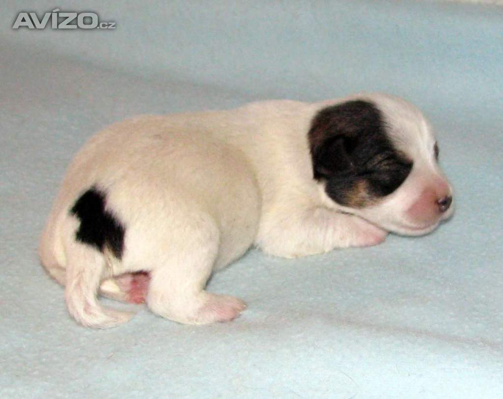 Foto inzerátu Hladkosrstá štěnátka Jack Russell teriéra s PP k rezervaci
