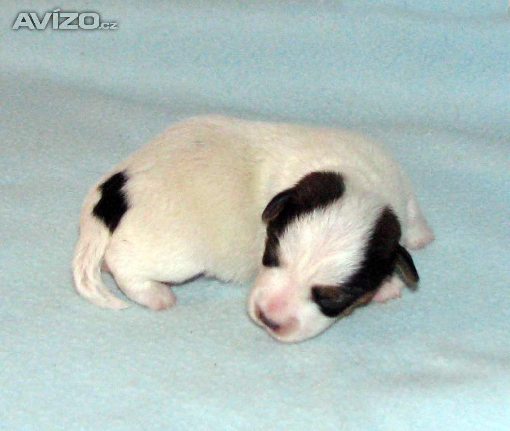 Foto inzerátu Hladkosrstá štěnátka Jack Russell teriéra s PP k rezervaci