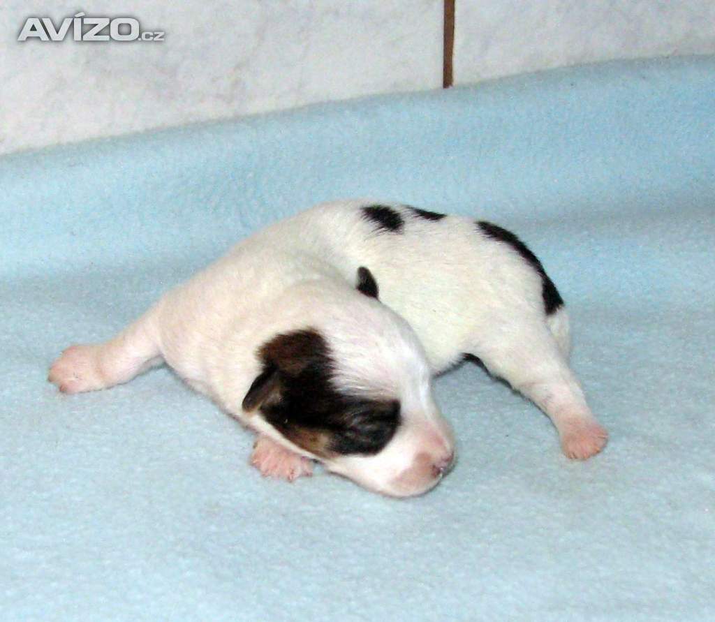 Foto inzerátu Hladkosrstá štěnátka Jack Russell teriéra s PP k rezervaci