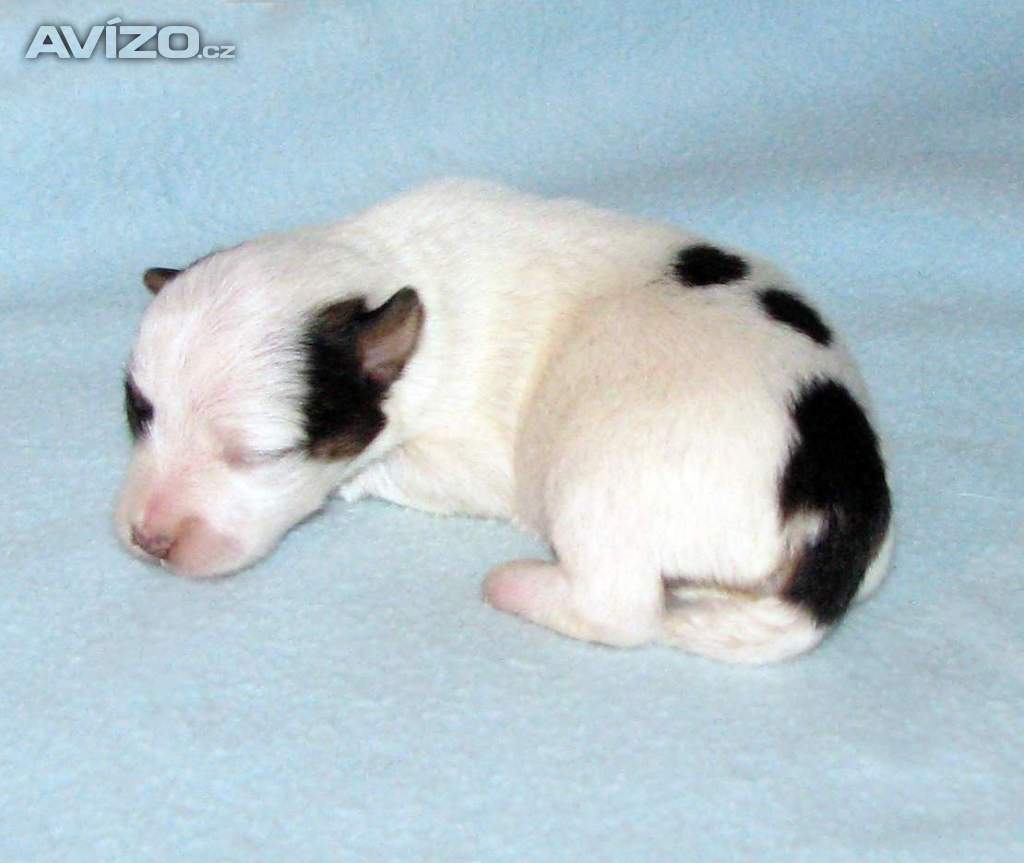 Foto inzerátu Hladkosrstá štěnátka Jack Russell teriéra s PP k rezervaci