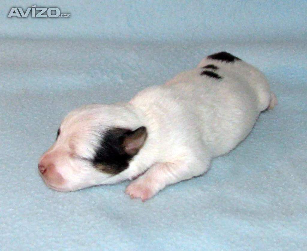 Foto inzerátu Hladkosrstá štěnátka Jack Russell teriéra s PP k rezervaci