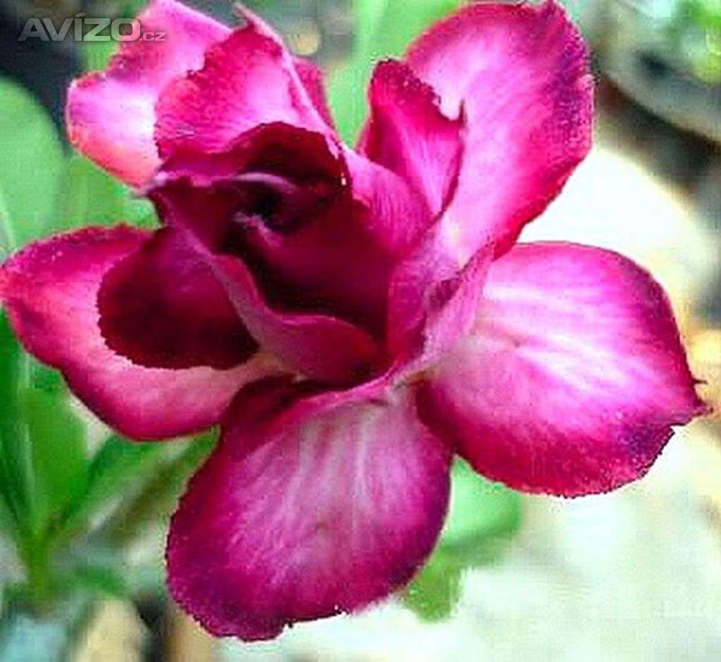Adenium obesum double violet - semena