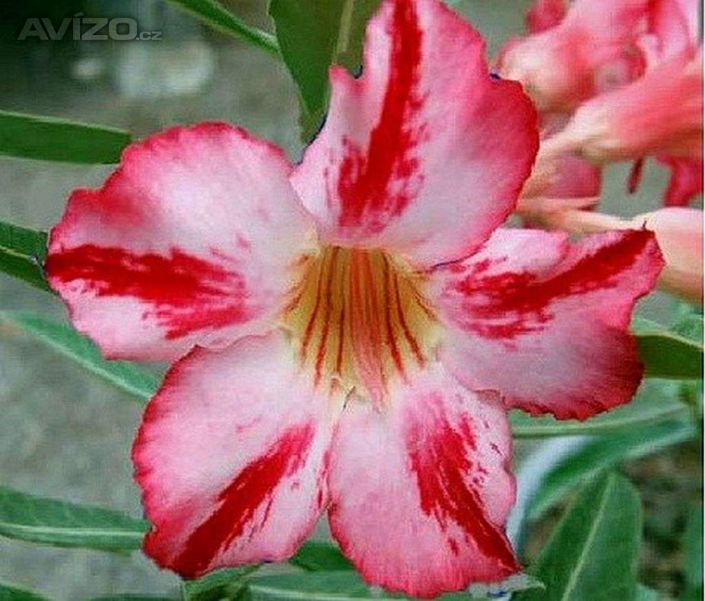 Adenium obesum Harry Potter - semena