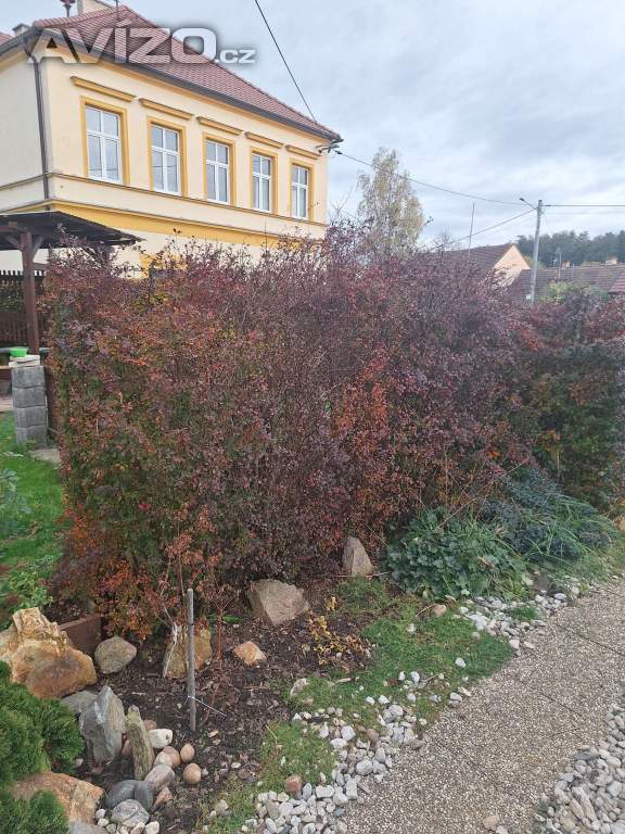 Dřišťál 