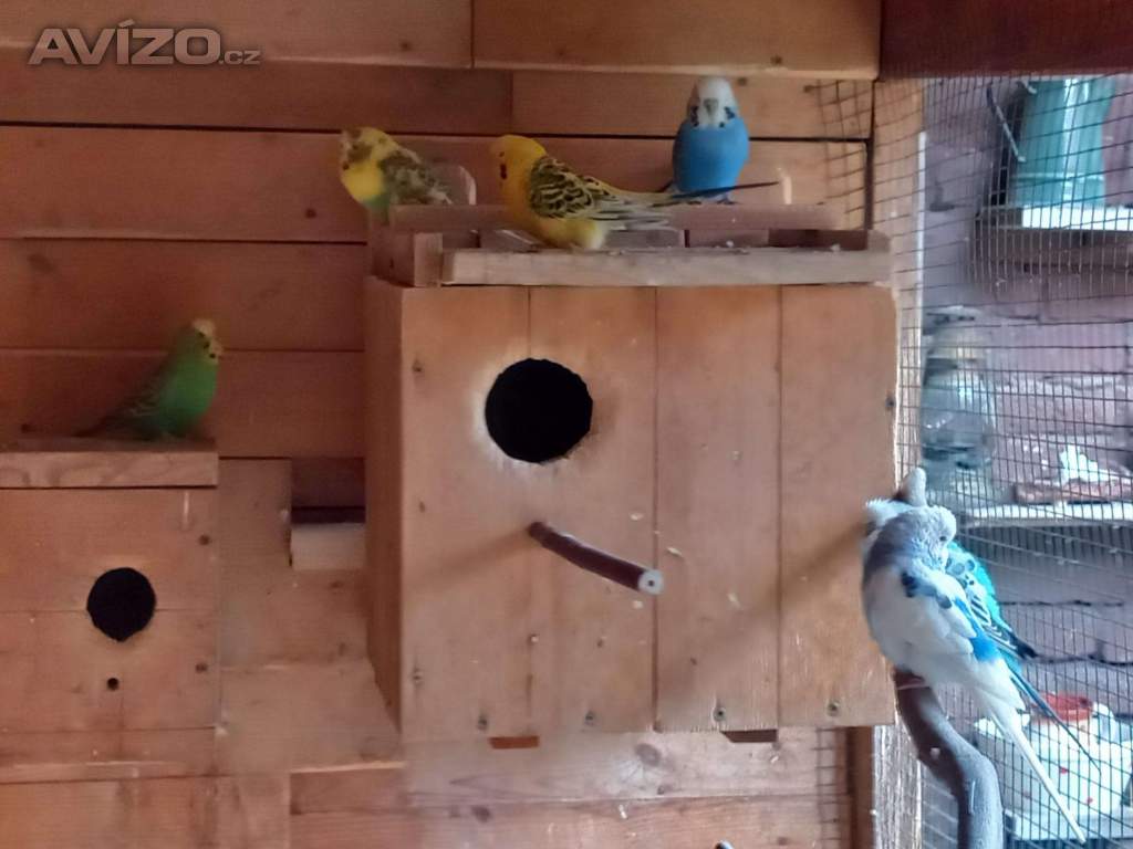 Foto inzerátu 7 KS ANDULKA VLNKOVANÁ