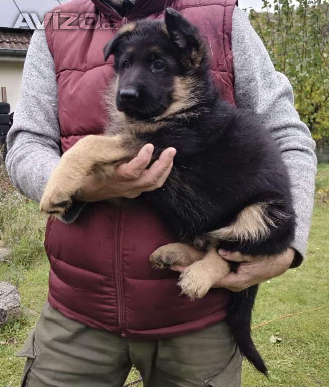Foto inzerátu Německý ovčák - štěňátka s PP
