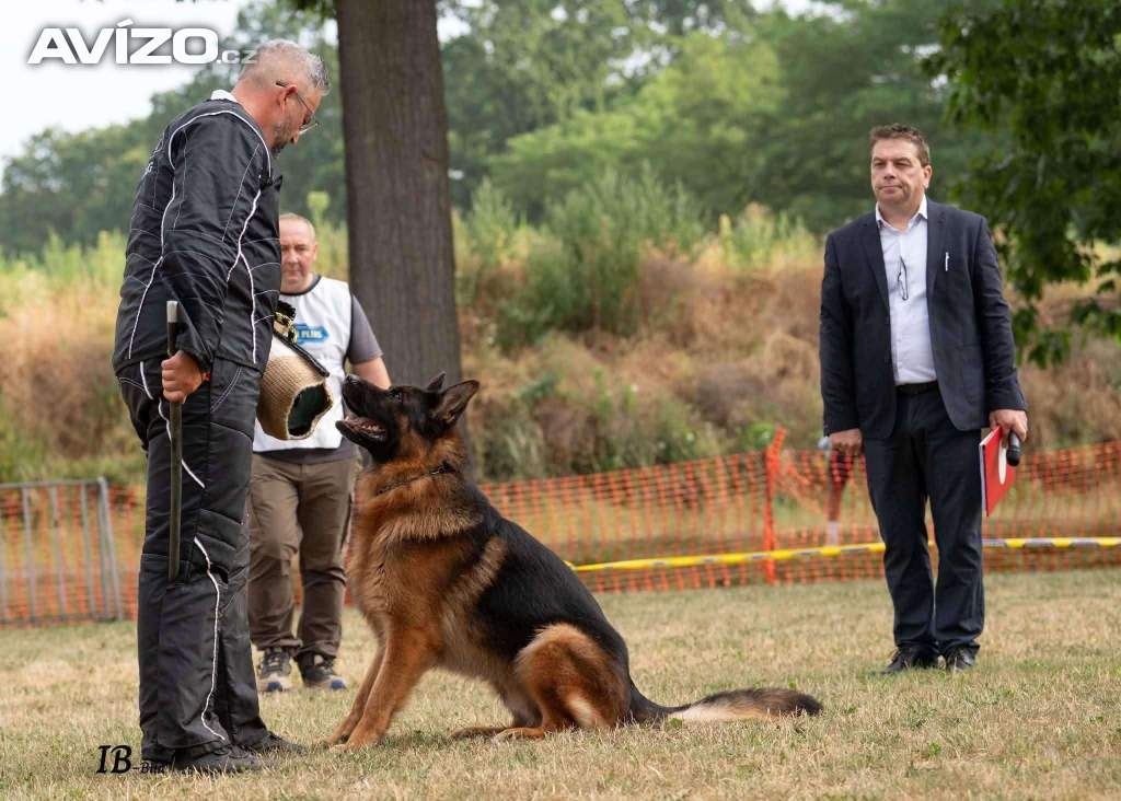 Foto inzerátu Německý ovčák - štěňátka s PP