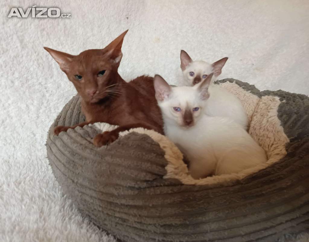 Siamská /thajská/ - koťata bez pp
