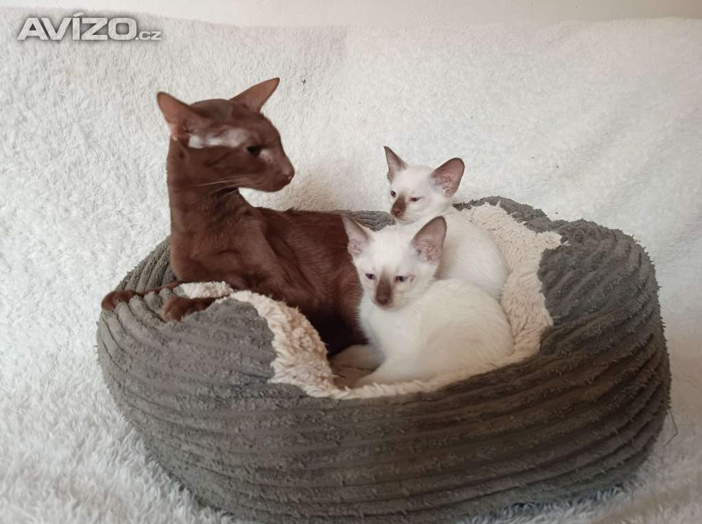 Foto inzerátu Siamská /thajská/ - koťata bez pp