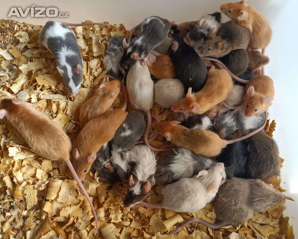 Foto inzerátu Myšky