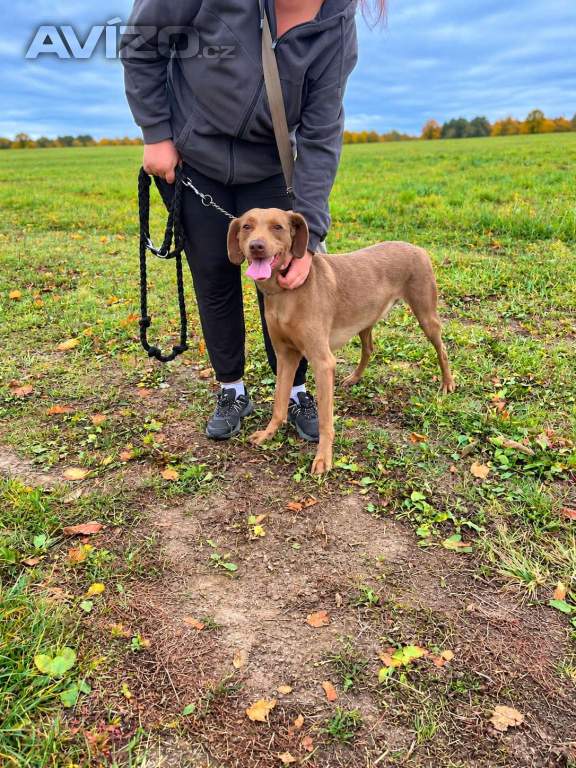 Foto inzerátu BEN - cca 22 kg, kastrovaný psík 3 roky 