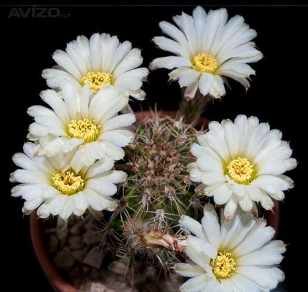 Kaktus Acanthocalycium spiniflorum LB 311 Sierra Del Moro - semena