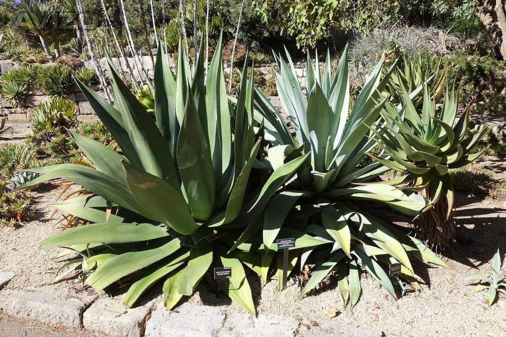 Sazenice Agave salmiana subs. Salmiana