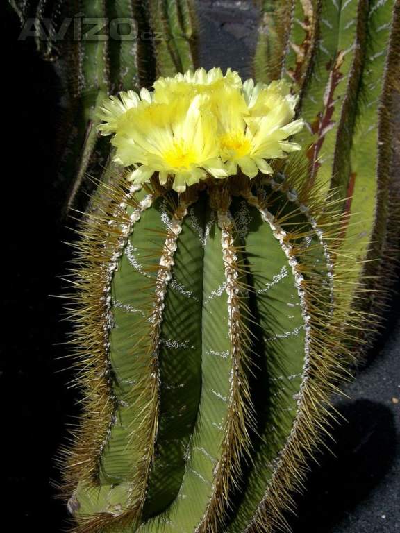 Kaktus Astrophytum ornatum - semena
