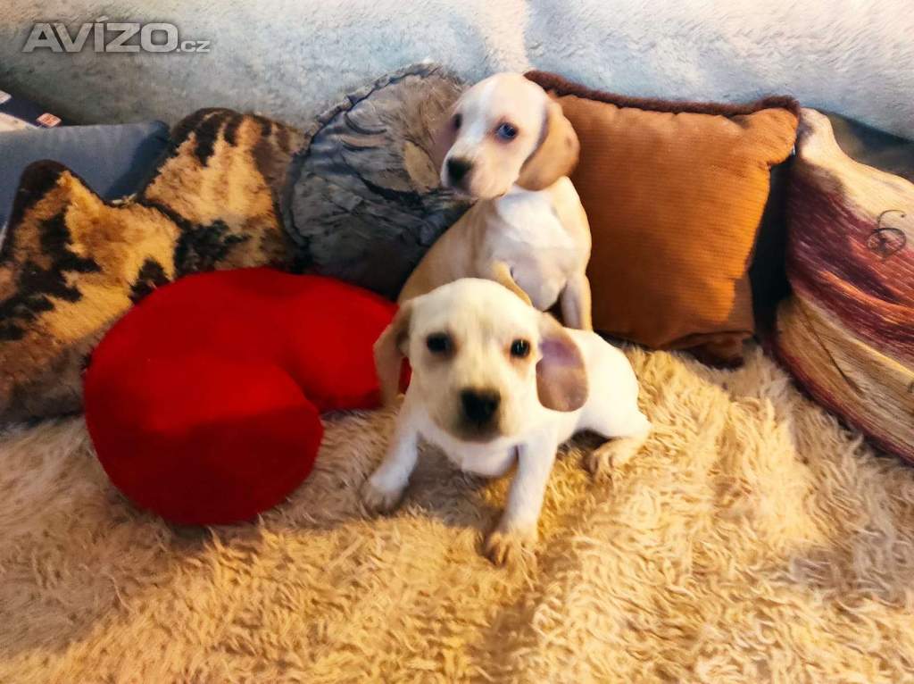Foto inzerátu Kříženec buldočka a kokra