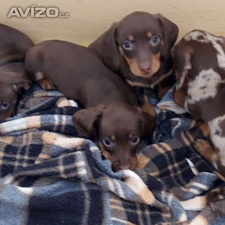 Foto inzerátu Jezevčík hladkosrsty trpasličí 