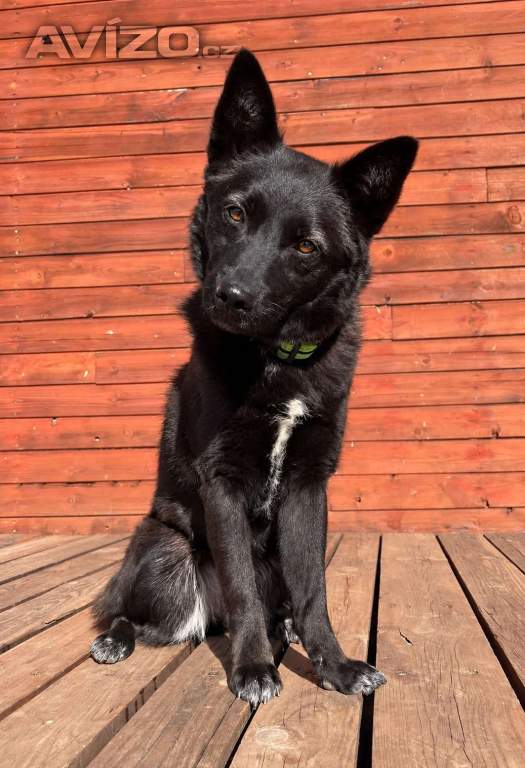 SÁRA - 12 kg, kastrovaná fenečka 2 roky 