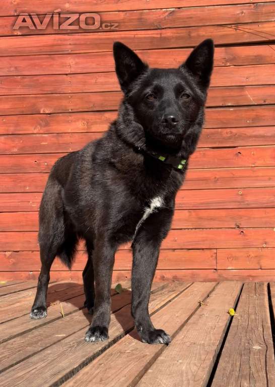Foto inzerátu SÁRA - 12 kg, kastrovaná fenečka 2 roky 