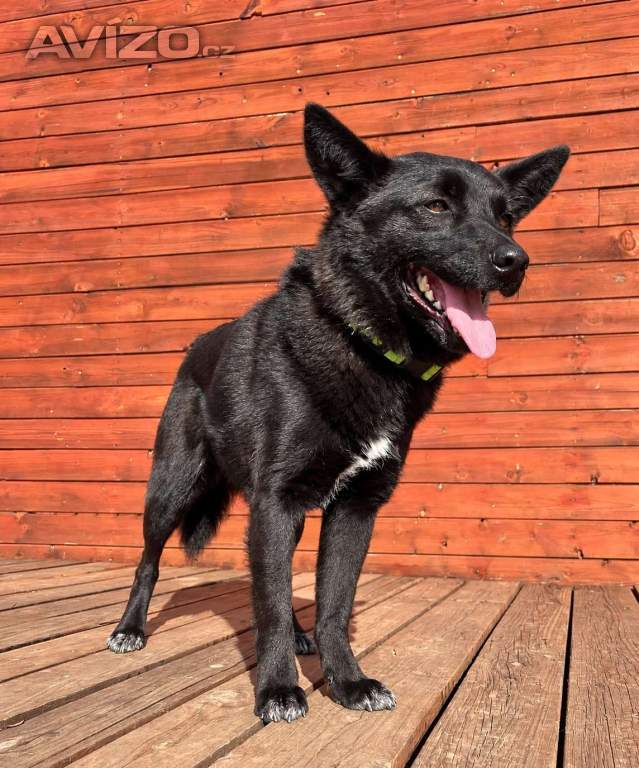 Foto inzerátu SÁRA - 12 kg, kastrovaná fenečka 2 roky 