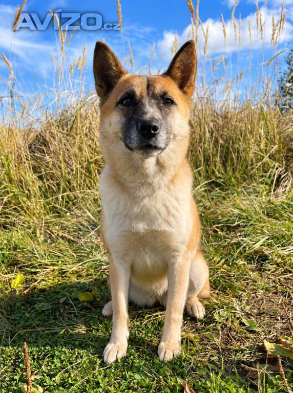 BETTY - 12 kg, kastrovaná fenečka 2 roky 