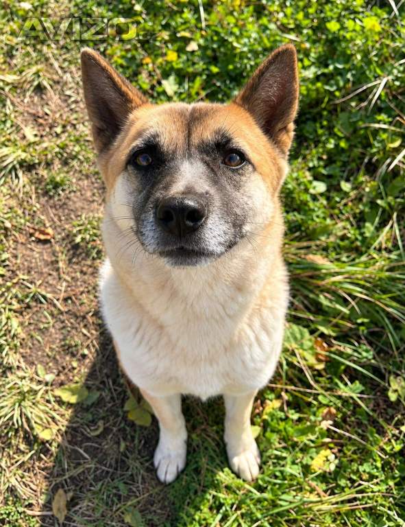 Foto inzerátu BETTY - 12 kg, kastrovaná fenečka 2 roky 