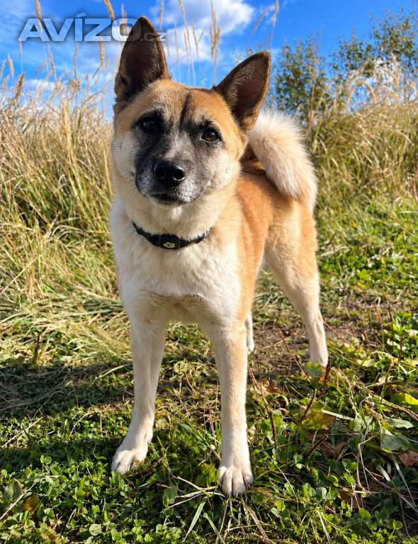 Foto inzerátu BETTY - 12 kg, kastrovaná fenečka 2 roky 