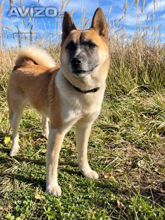 Foto inzerátu BETTY - 12 kg, kastrovaná fenečka 2 roky 