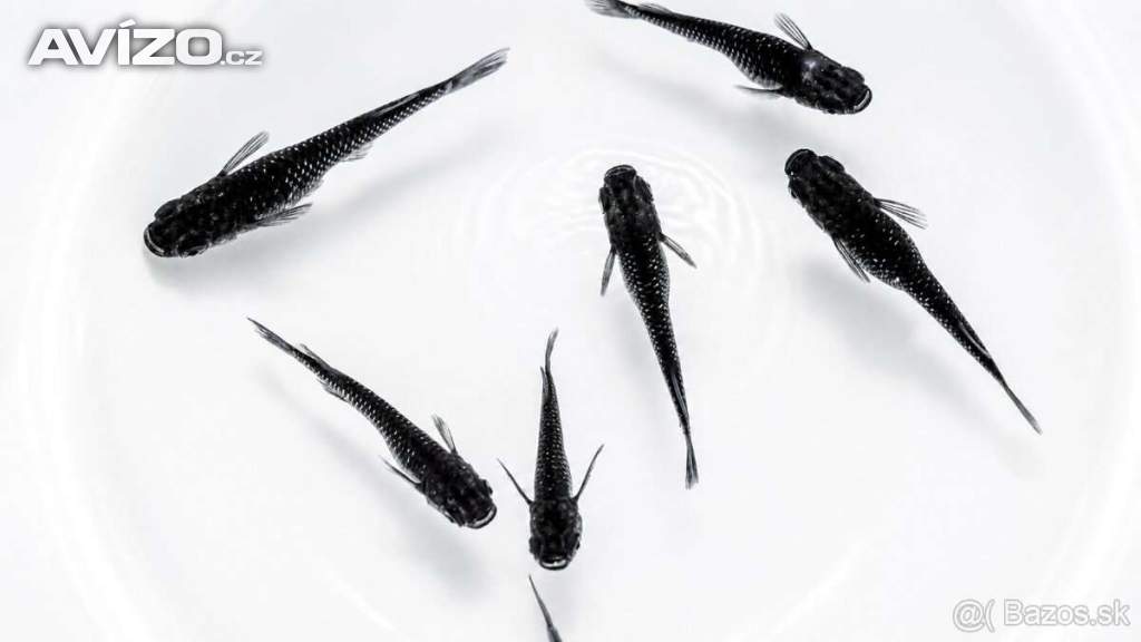 Foto inzerátu Medaka japonská,Oryzias latipes, Rýžová ryba