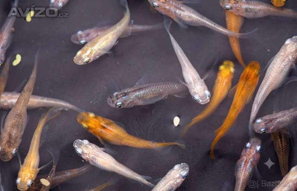 Foto inzerátu Medaka japonská,Oryzias latipes, Rýžová ryba