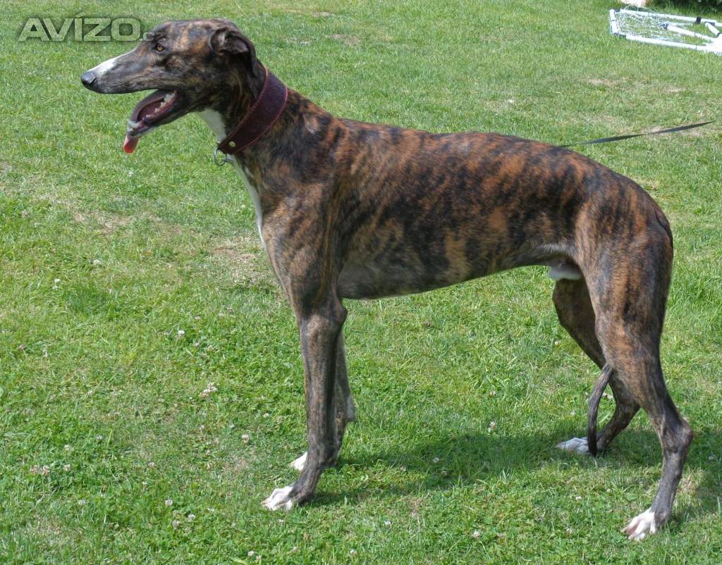 Anglický chrt /Greyhound/ - štěňata s PP FCI