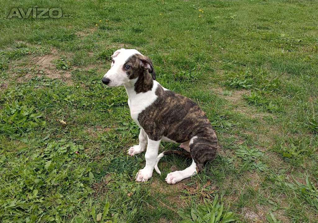 Foto inzerátu Anglický chrt /Greyhound/ - štěňata s PP FCI