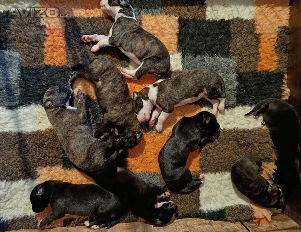 Foto inzerátu Anglický chrt /Greyhound/ - štěňata s PP FCI