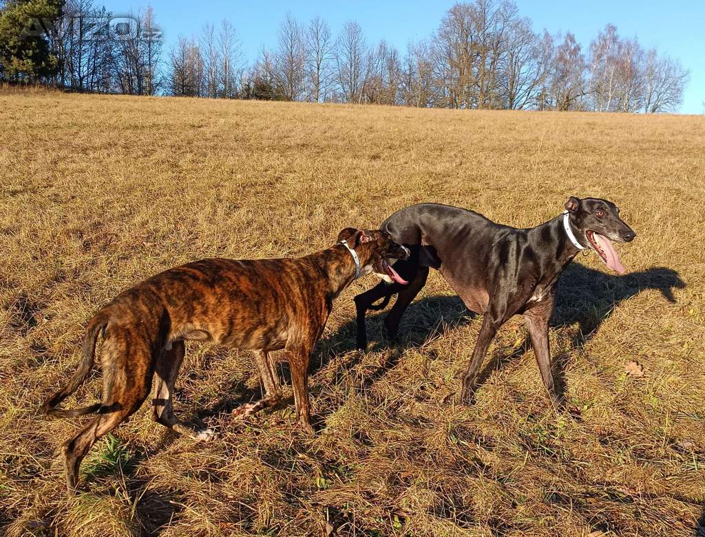Foto inzerátu Anglický chrt /Greyhound/ - štěňata s PP FCI