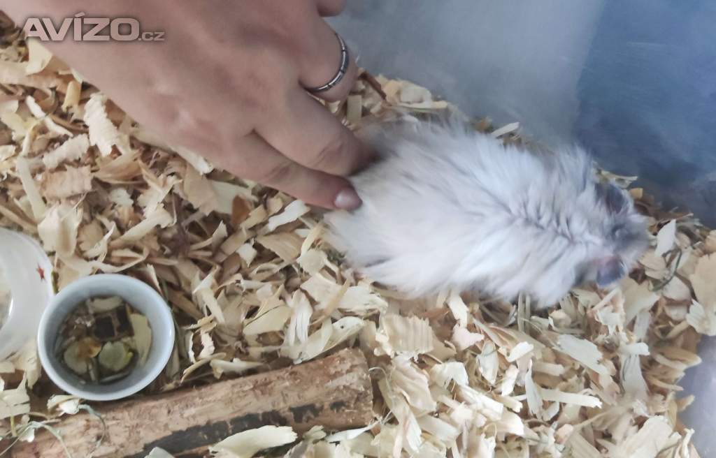Foto inzerátu Křeček syrský sameček a samička