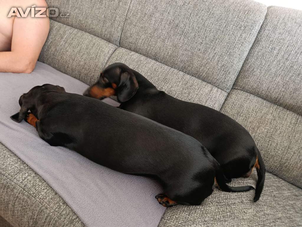 Foto inzerátu Darují 