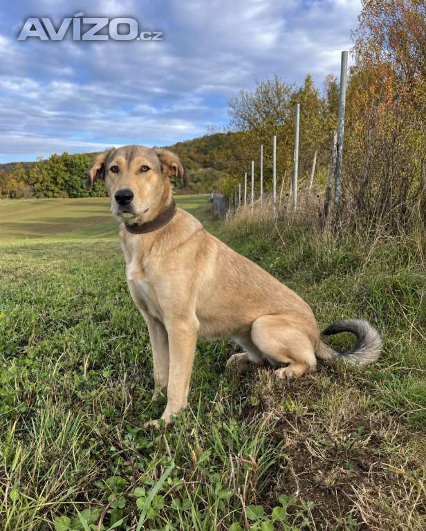 Foto inzerátu MATILDA - 35 kg, kastrovaná fenečka 2 roky 