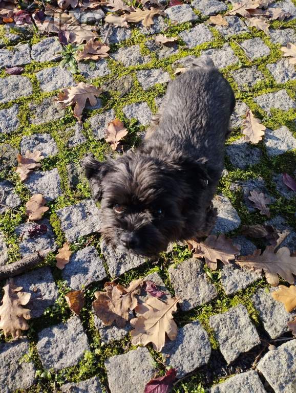 Foto inzerátu Jorkšírský teriér biewr hledá nevěstu 