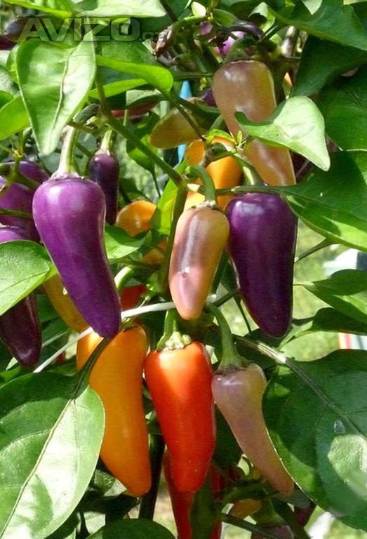 Sazenice Chilli Jalapeňo Multicolor