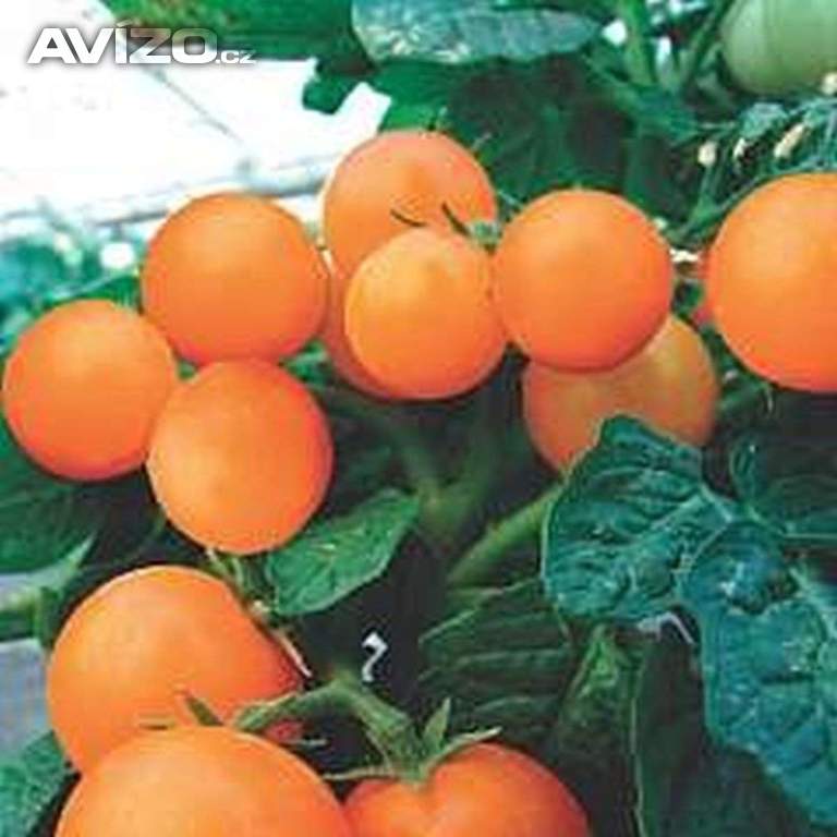 Sazenice rajče Venus