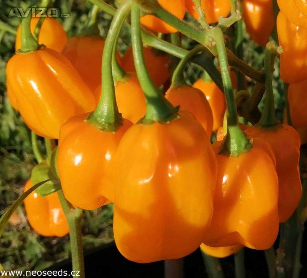 Sazenice Chilli Habanero Devils Orange