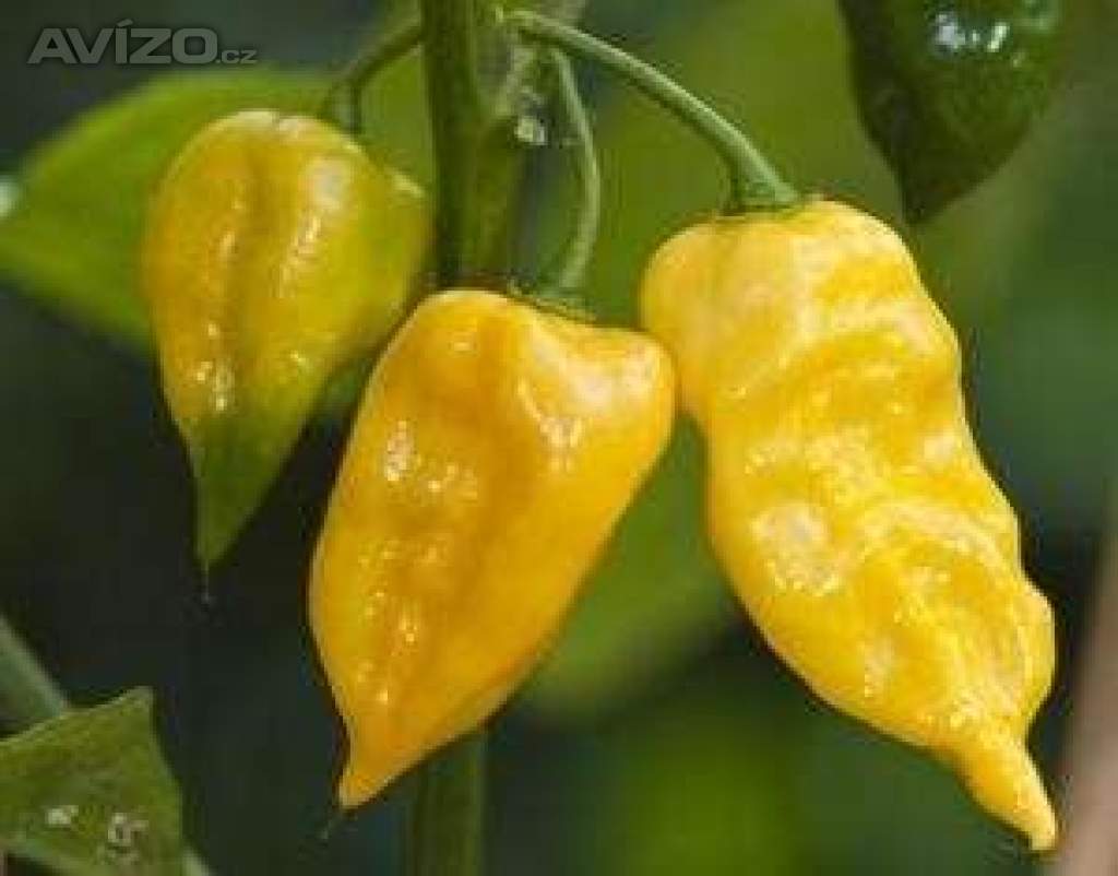 Sazenice Chilli Habanero Lemon